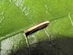 Erechthias stilbella