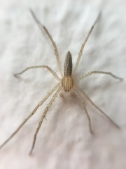 Tibelloides