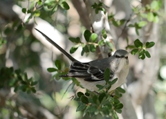 Mimus polyglottos