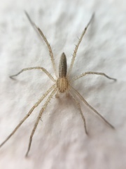 Tibelloides