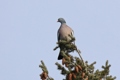 Columba palumbus