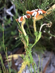 Jamesbrittenia albomarginata