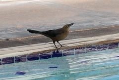 Quiscalus mexicanus