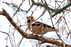 Coccothraustes coccothraustes