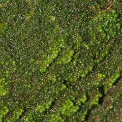 Coccomyxa