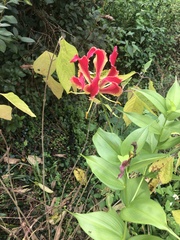 Gloriosa