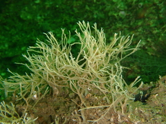 Haliclona stirpescens