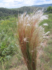 Andropogon bicornis