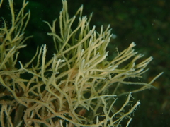 Haliclona stirpescens