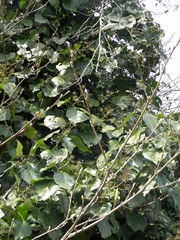 Hedera colchica