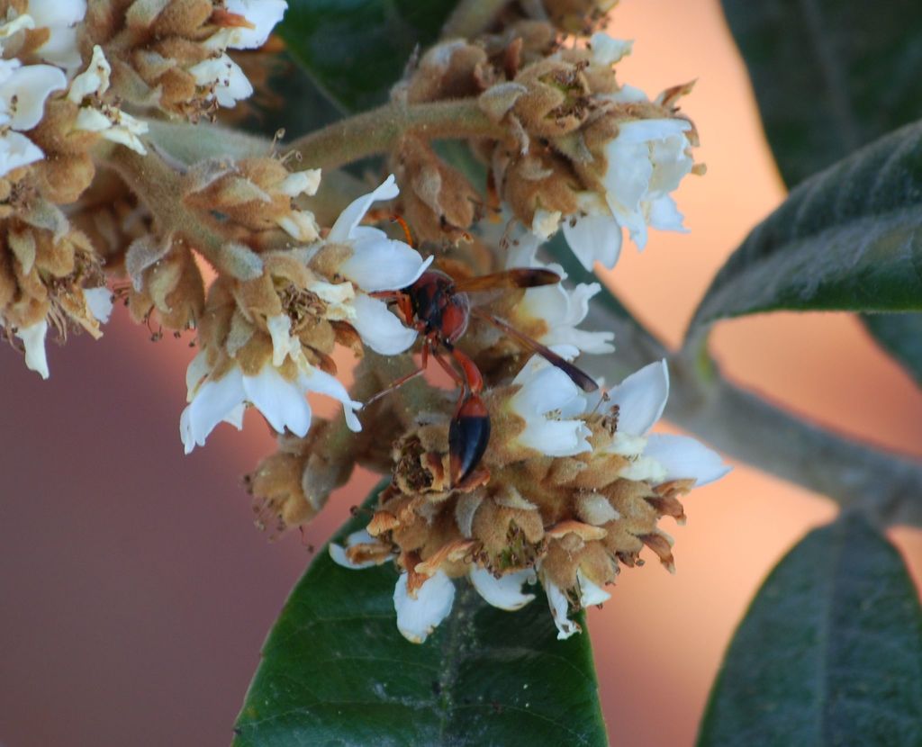 Caterpillar hunting wasp