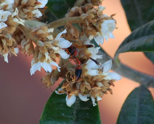 Caterpillar hunting wasp