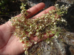 Houstonia procumbens