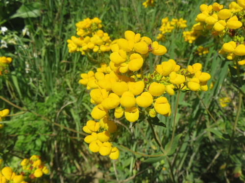 Image of Calceolaria integrifolia by (c) Bruno Avilez, some rights reserved (CC BY)