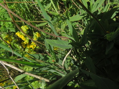 Calceolaria integrifolia