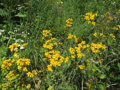 Calceolaria integrifolia