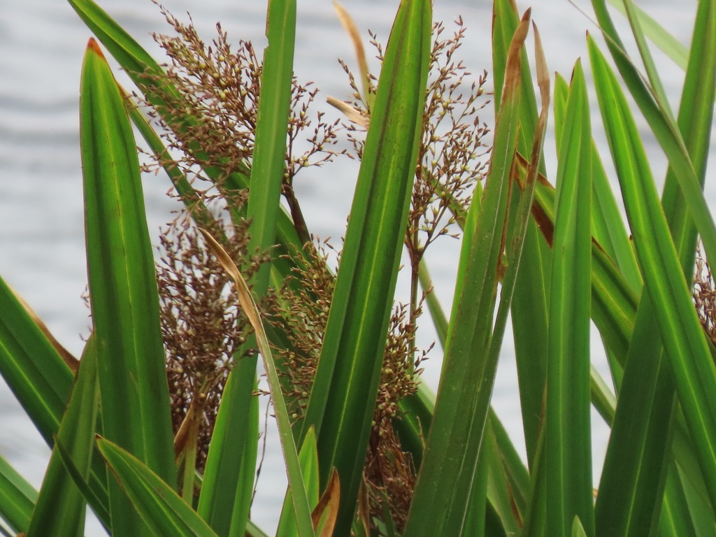 Scleria poiformis (Scleria poiformis)