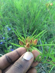 Calylophus