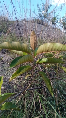 Harungana madagascariensis image