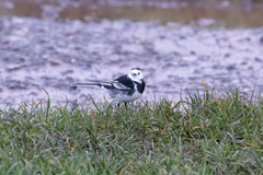 Motacilla alba