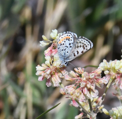 Euphilotes heracleoides