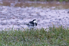 Motacilla alba