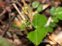 Neottia meifongensis
