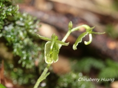 Neottia meifongensis