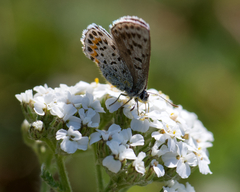 Euphilotes heracleoides