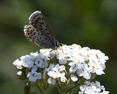 Euphilotes heracleoides