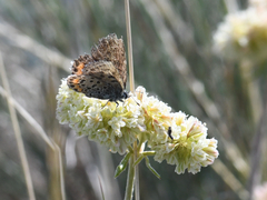 Euphilotes heracleoides