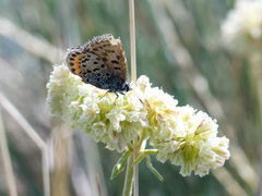 Euphilotes heracleoides