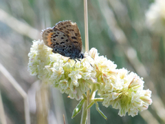 Euphilotes heracleoides
