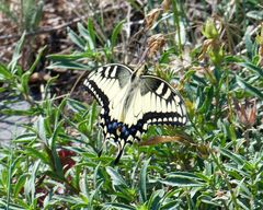 Papilio machaon oregonius