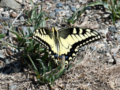 Papilio machaon oregonius