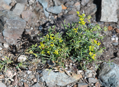 Lomatium ambiguum