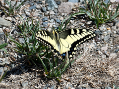 Papilio machaon oregonius