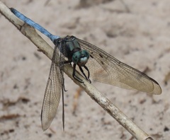Orthetrum robustum