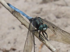 Orthetrum robustum