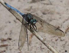 Orthetrum robustum