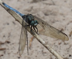 Orthetrum robustum