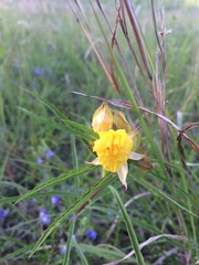 Calylophus
