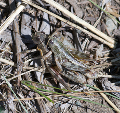 Buckellacris chilcotinae