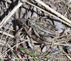 Buckellacris chilcotinae