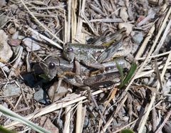 Buckellacris chilcotinae