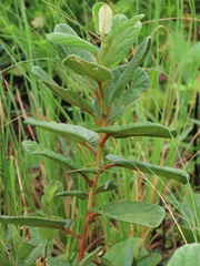 Diospyros galpinii