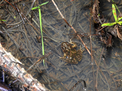 Pelodytes atlanticus