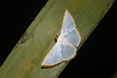Leuciris