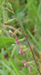 Silene burchellii