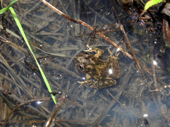 Pelodytes atlanticus